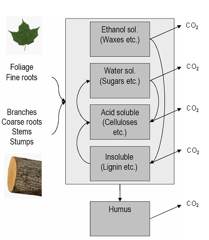 Three panel plot with the first column used to conceptually describe a model. The first column shows picture of a leaf, text of foliage, branches, coarse roots, stems, stumps, and a picture of a tree.  The second column contains boxes of the different state variables of the Yasso model.  Arrows point from the each box in the second column to the third with CO2.